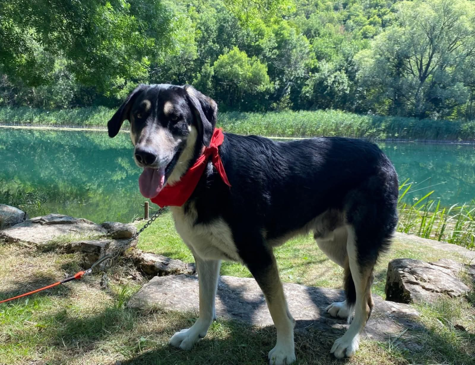 Apel iz Šibenskih šapa: Zorro – pas čije srce još uvijek čeka svoj dom