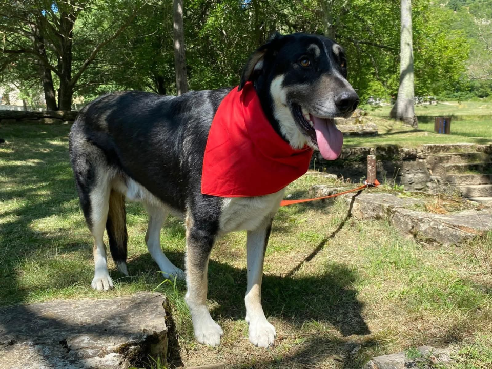 Apel iz Šibenskih šapa: Zorro – pas čije srce još uvijek čeka svoj dom