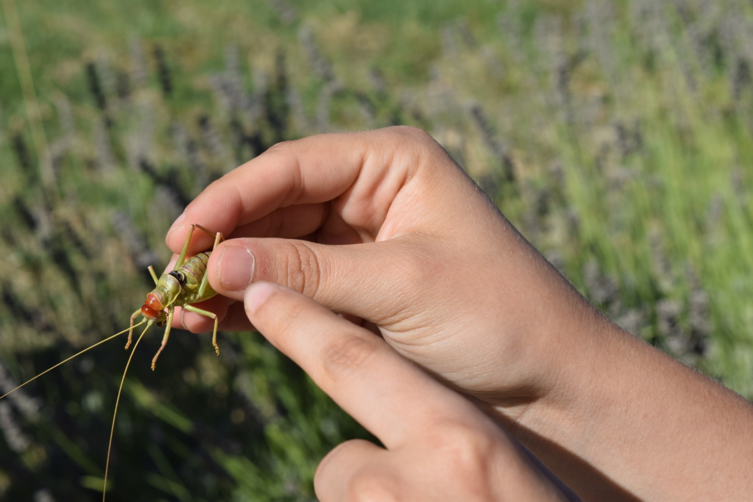 Mladi čuvari prirode: Junior Ranger grupa okupila se u Eko kampusu 'Krka' Puljani