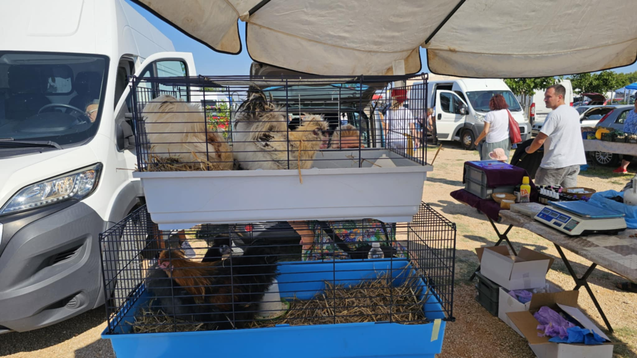 Ni vrućine nisu spriječile masu ljudi da obilježe 'sveti deseti'