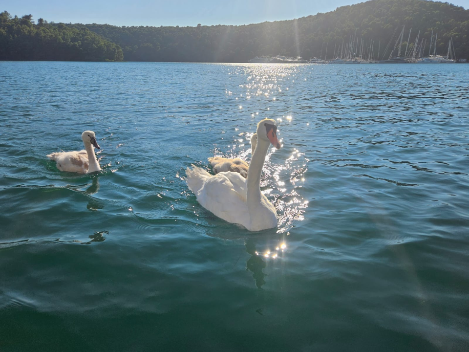 More, glazba i otoci: Ljetna avantura ekipe ŠibenikIN-a do Korčule, Lastova i Visa