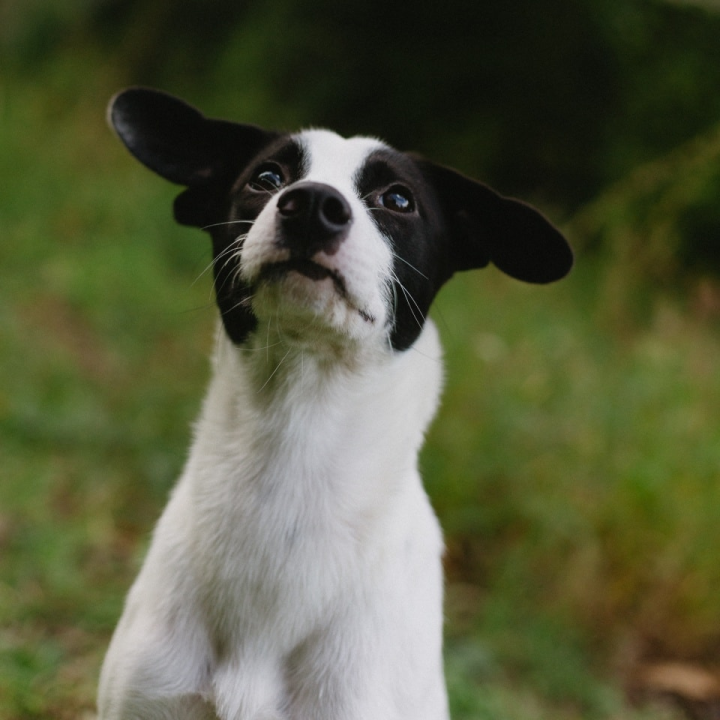 Šestomjesečna kujica Antea traži svoj zauvijek dom i moli za pomoć oko liječenja