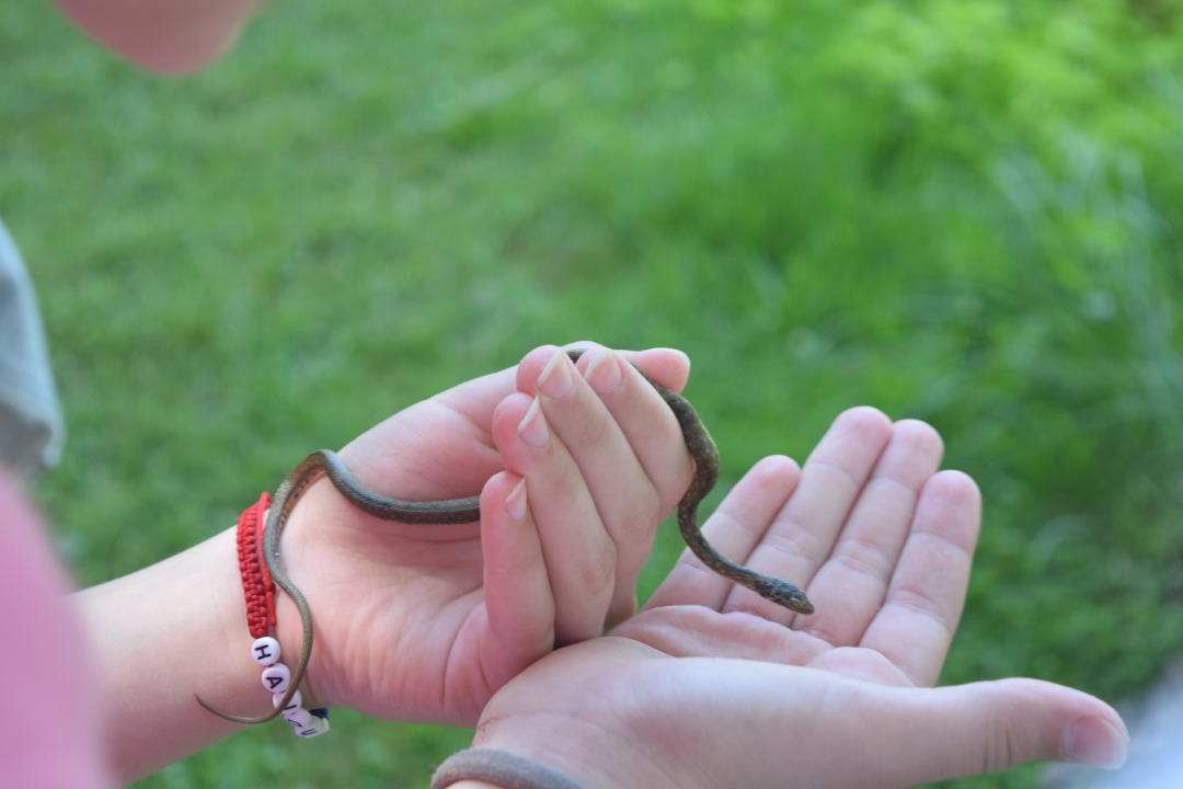 NP Krka prednjači u provođenju edukativnih programa za djecu i mlade