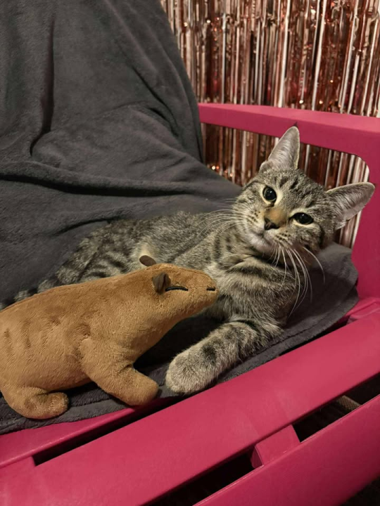 Dvije Nine u Šibeniku su spasile Sushija s ulice, a sada mu traže dom zauvijek