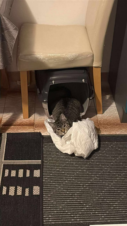 Dvije Nine u Šibeniku su spasile Sushija s ulice, a sada mu traže dom zauvijek