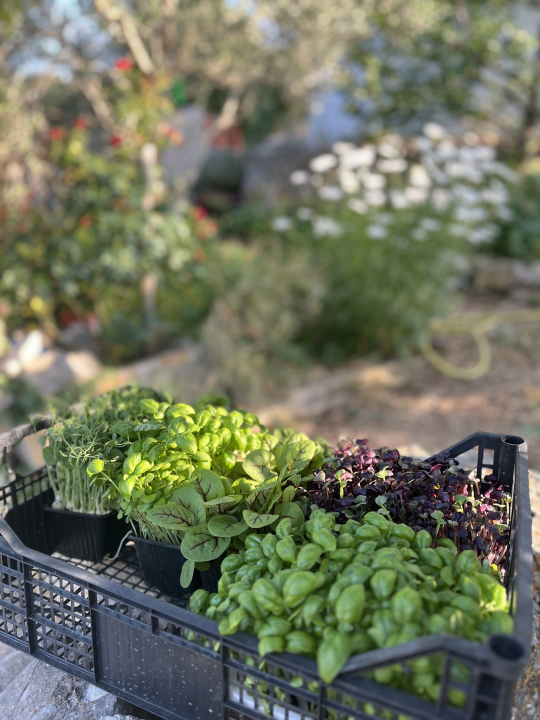 Roko i Anđela na Zlarinu uzgajaju mikrobolje.