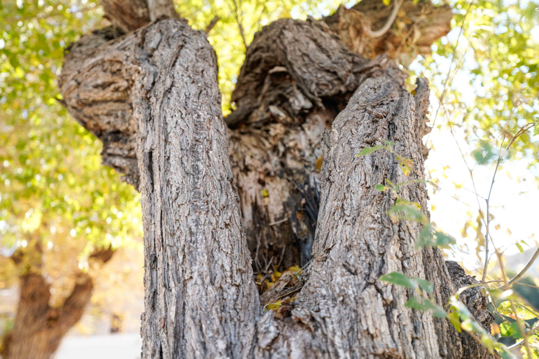 Više zelenila, hortikulture, pergole i podno popločanje: Radovi na Vanjskom bit će gotovi do proljeća