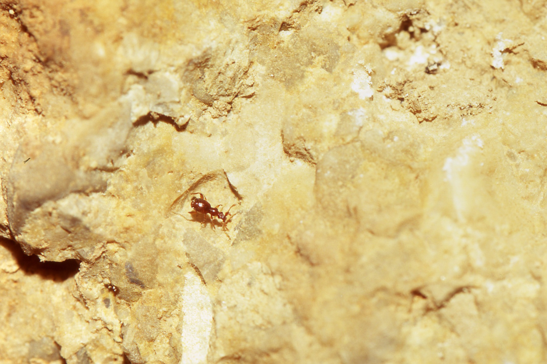 Nova špiljska vrsta kornjaša otkrivena u NP Krka. Ime je dobio upravo po parku 