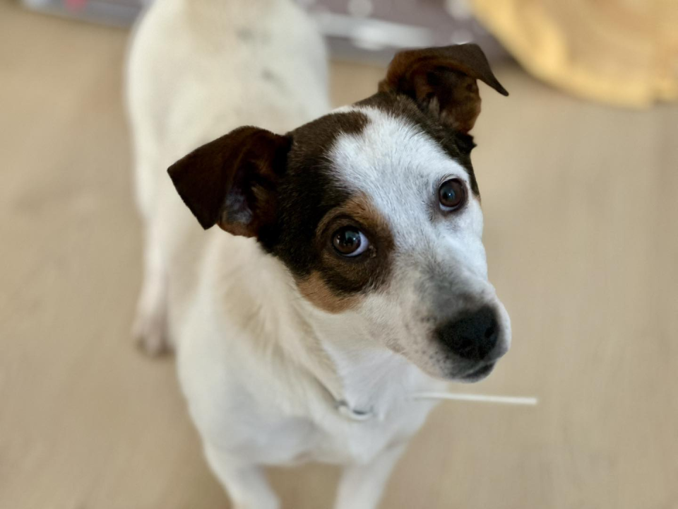 Mia, štićenica Šibenskih šapa, strpljivo čeka svoj zauvijek dom