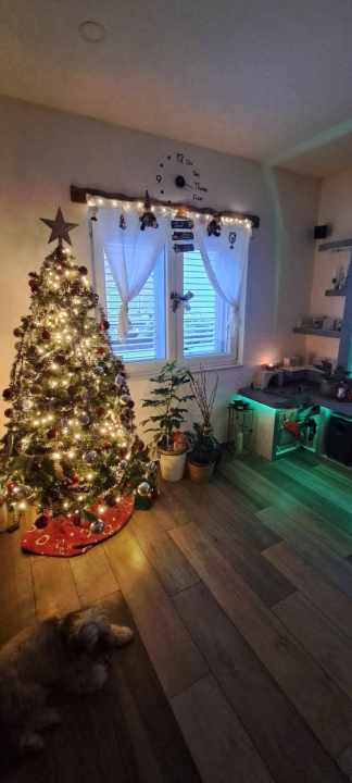 Odluka je pala: Donosimo vam pobjednike izbora najljepše božićne jelke ŠibenikIN-a