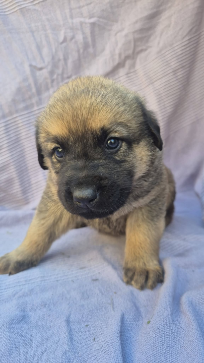 Pogledajte ova mala njuškala sa Zlarina. Netko od njih možda čeka baš vas