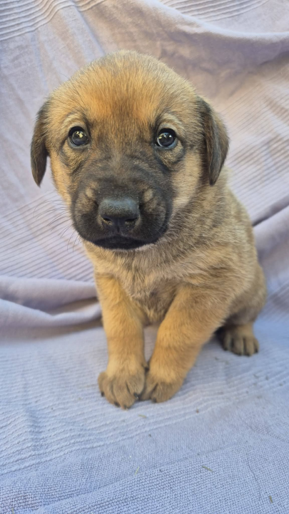 Pogledajte ova mala njuškala sa Zlarina. Netko od njih možda čeka baš vas