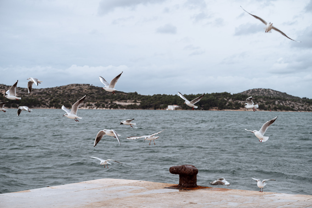 FOTO Galebovi, čini se, jedini guštaju u šibenskoj južini