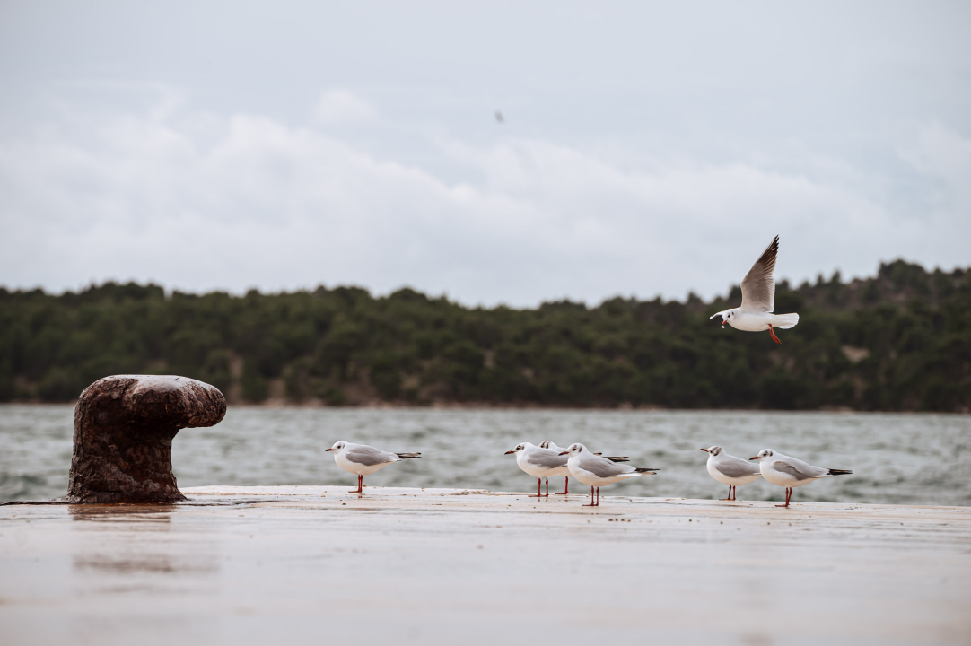 FOTO Galebovi, čini se, jedini guštaju u šibenskoj južini