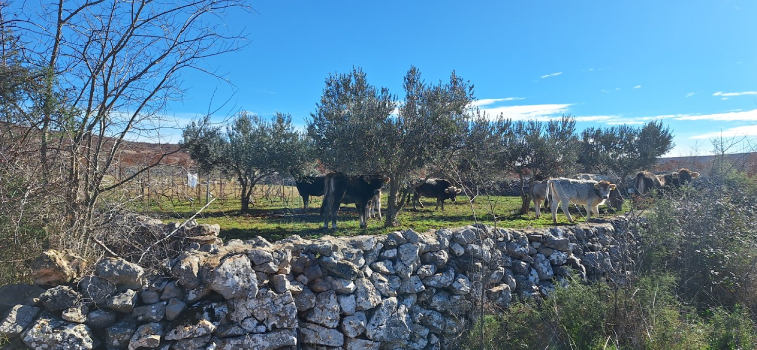 Nakon kratkog primirja, u Čvrljevu 'lutajuće' krdo ponovno radi kaos