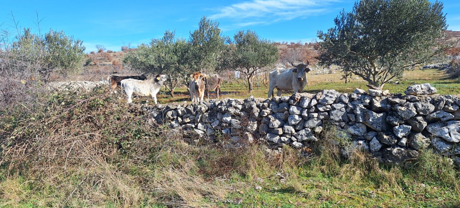 Nakon kratkog primirja, u Čvrljevu 'lutajuće' krdo ponovno radi kaos