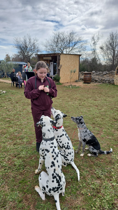 Održano 3. izdanje natjecanja 'Ghetto Dog' u Pokrovniku