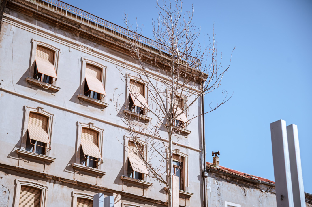 FOTO Posađeni nasljednici 'palih' brijestova na Vanjskom, evo o kojoj vrsti je riječ