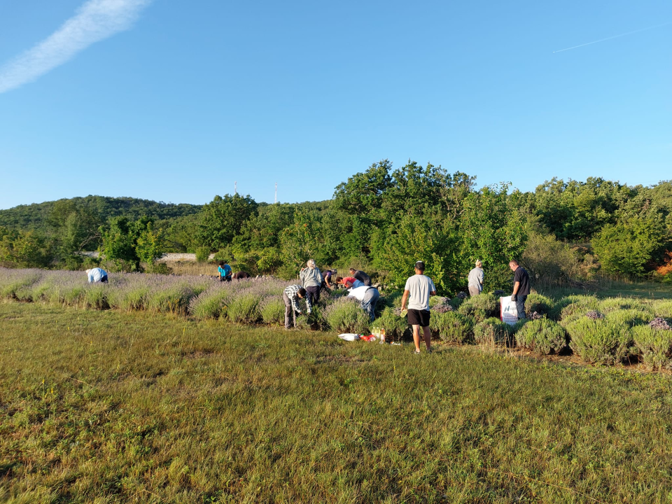 Mario u Unešiću ima plantažu lavande