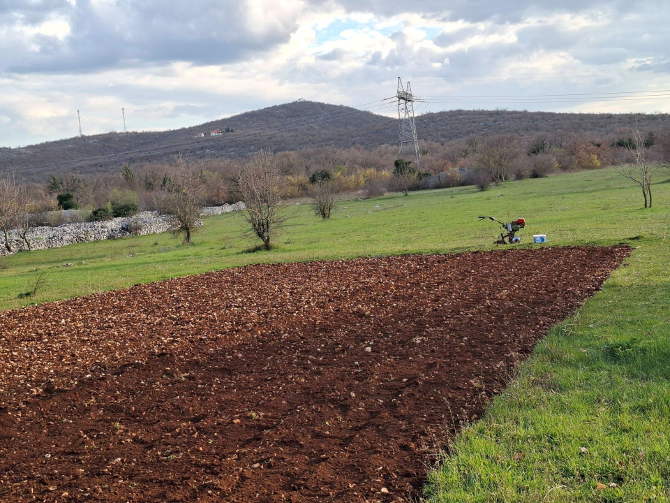 Mario u Unešiću ima plantažu lavande