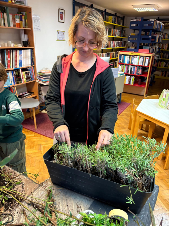 Pripremljeno 70 sadnica lavandule i ruellije za eko-akciju u Zatonu i Raslini