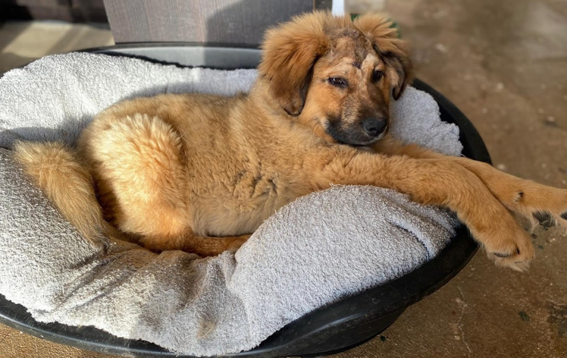 Spašeni psić s Promine traži svoj zauvijek dom, a Šibenske šape pomoć za pokrivanje veterinarskih toškova