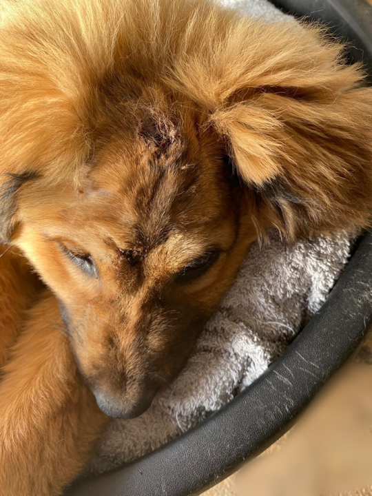 Spašeni psić s Promine traži svoj zauvijek dom, a Šibenske šape pomoć za pokrivanje veterinarskih toškova