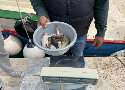 Fotografija 6 - Na kamenju Velikog porta održano natjecanje u ribolovu 'Čap s obale 2021.'