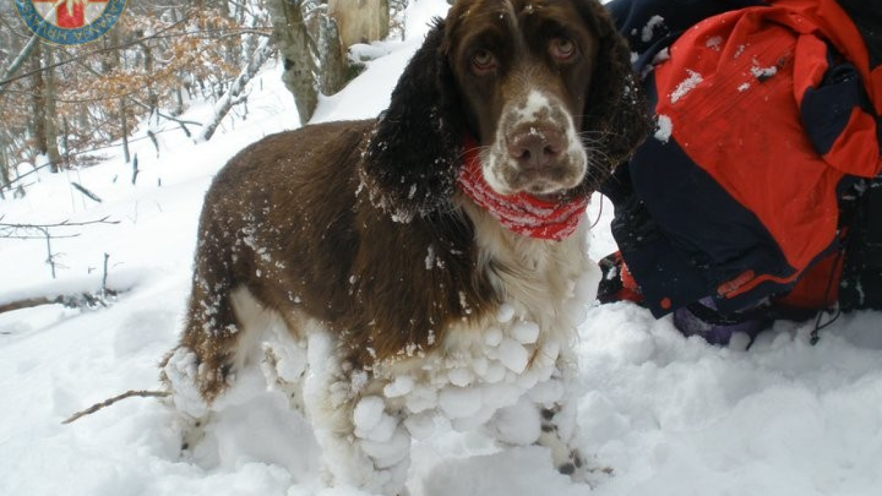Uginula je Aki, potražni pas GSS-a: U svojoj je karijeri pronašla četvero ljudi, a uz Vodičanku Blanku Lučić bila je 13 godina