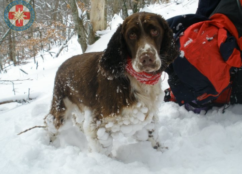 Uginula je Aki, potražni pas GSS-a: U svojoj je karijeri pronašla četvero ljudi, a uz Vodičanku Blanku Lučić bila je 13 godina