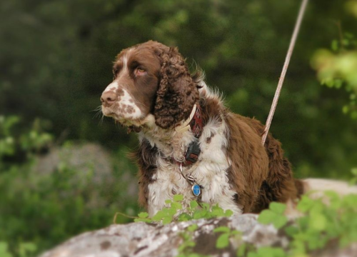 Fotografija 6 - Uginula je Aki, potražni pas GSS-a: U svojoj je karijeri pronašla četvero ljudi, a uz Vodičanku Blanku Lučić bila je 13 godina