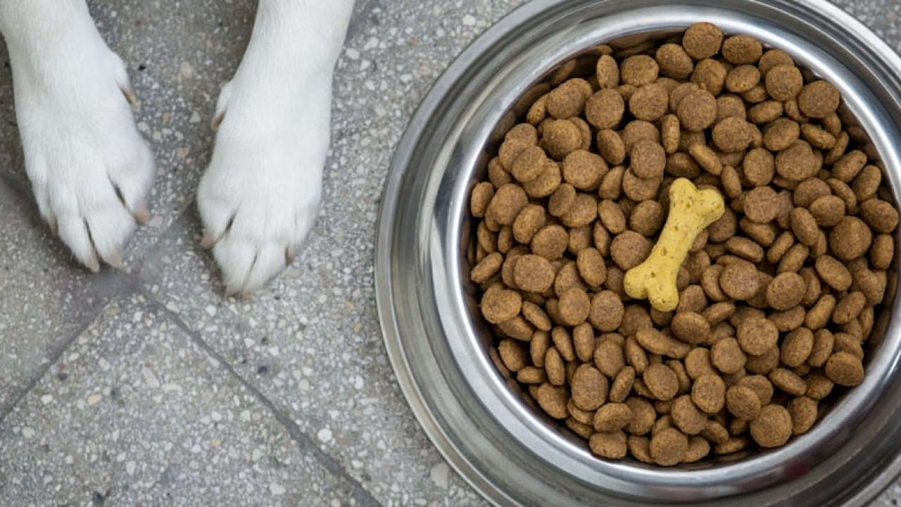 Pomozite starijem barbi iz Vodica: Ne traži ništa za sebe, samo hranu za svog psa