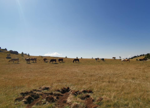 Fotografija 6 - Na Kninskoj tvrđavi Praznik rada slave dan ranije: Posjetitelje očekuju srdele, storytelling ture i vrijedne nagrade!