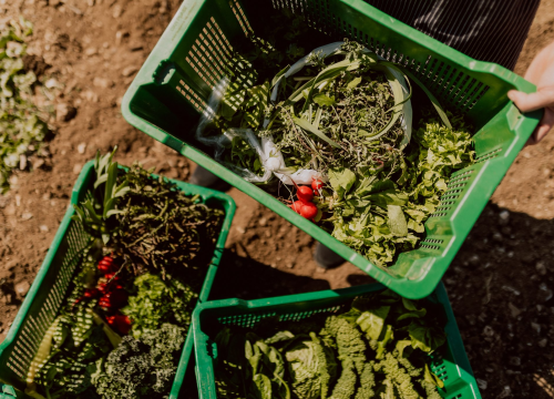 Fotografija 14 - Konoba Campanelo otvorila je terasu s najljepšim pogledom uz gostovanje Melkiora Bašića!