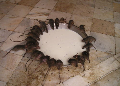 Od četvrtka počinje sistemska deratizacija Vodica i zaleđa: Mamci će biti crvene boje