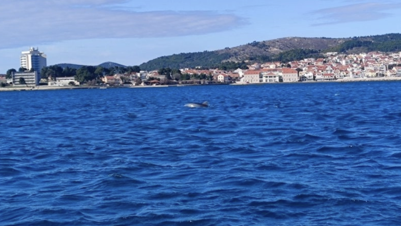 Dupin se zaigrao ispred Vodica!