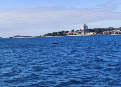 Fotografija 2 - Dupin se zaigrao ispred Vodica!