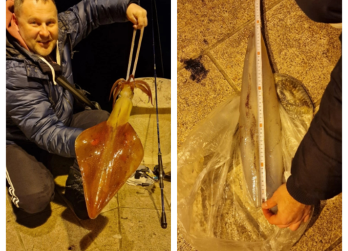 Vodičanin Robert s rive ulovio lignju tešku skoro dva kilograma