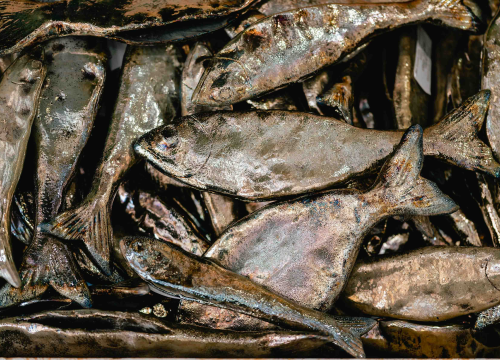 Fotografija 17 - Proljeće u Galeriji Juraj Dalmatinac donosi slikarsku poetsku fantastiku po sniženoj cijeni