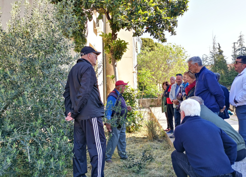 Fotografija 5 - Prvo teorija pa onda praksa: Davorin Pamić nakon emisije maslinarima prezentirao rezidbu masline