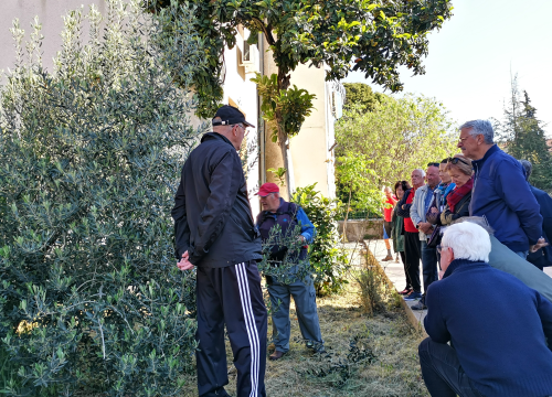 Fotografija 4 - Prvo teorija pa onda praksa: Davorin Pamić nakon emisije maslinarima prezentirao rezidbu masline