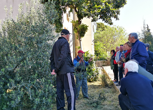 Fotografija 3 - Prvo teorija pa onda praksa: Davorin Pamić nakon emisije maslinarima prezentirao rezidbu masline