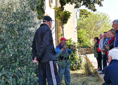 Fotografija 2 - Prvo teorija pa onda praksa: Davorin Pamić nakon emisije maslinarima prezentirao rezidbu masline