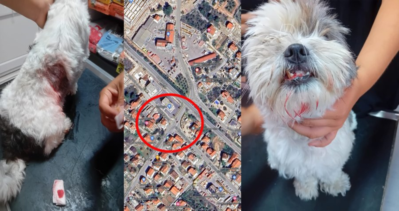 Mlada Osječanka u Vodicama doživjela napad na svog psa