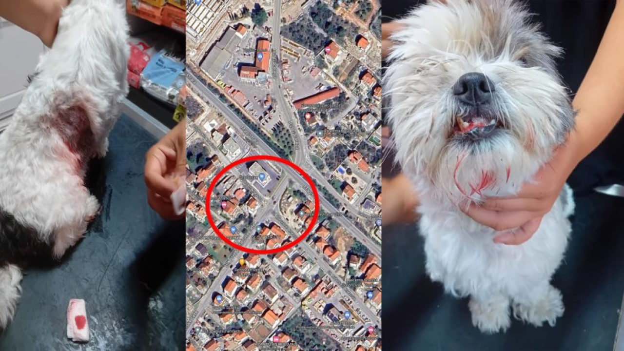 Mlada Osječanka u Vodicama doživjela napad na svog psa