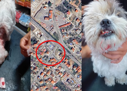 Mlada Osječanka u Vodicama doživjela napad na svog psa