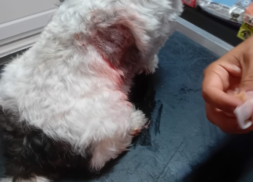 Fotografija 2 - Mlada Osječanka u Vodicama doživjela napad na svog psa