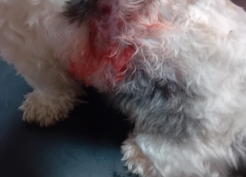 Fotografija 3 - Mlada Osječanka u Vodicama doživjela napad na svog psa