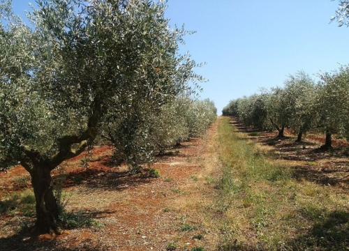 Radionica Ministarstva poljoprivrede o provedbi Pravilnika o upisniku maslinika