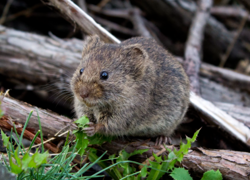 Od petka proljetna deratizacija grada Vodica